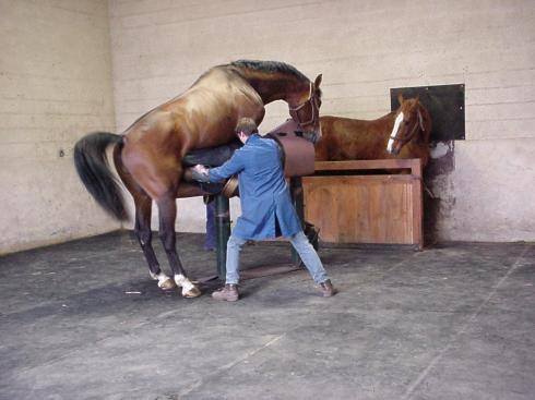 Haras de Rosières